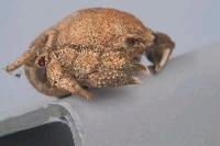 顆粒板蟹藏品圖，第6張